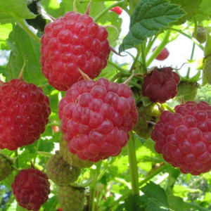 Саженцы Малина Аленушка (Ремонтантная/Красная)