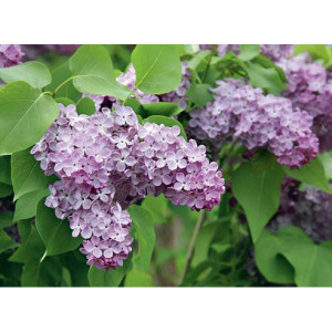 Саженцы Сеянец Сирень Лавандер Леди (Lavander Lady)
