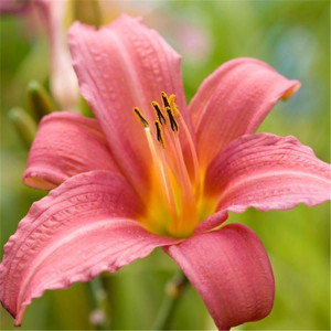 Саженцы Лилейник Пинк Дамаск (Pink Damask)