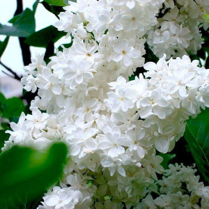 Саженцы Сеянец Сирень белая Жанна Д`Арк