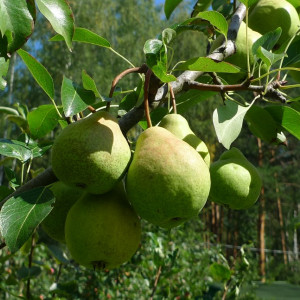Саженцы Груша Гимринская