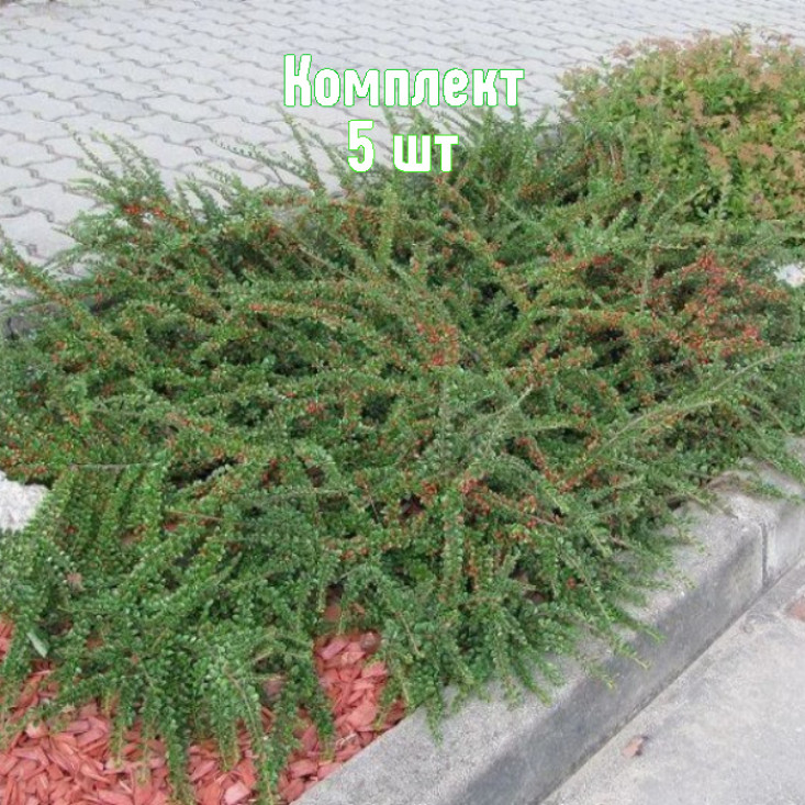 Комплект 5шт / Кизильник горизонтальны Перпусиллис Комплект 5шт / Кизильник горизонтальны Перпусиллис