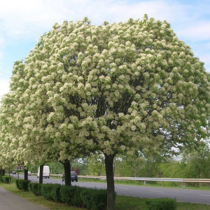 Саженцы Ясень Белый (60-100 см)