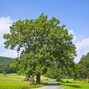 Саженцы Ясень Обыкновенный (60-100 см)